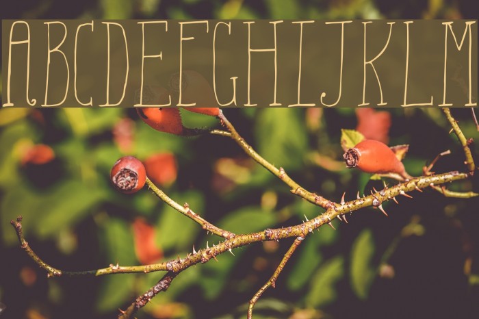 Aiza Shine Serif Demo Example 1