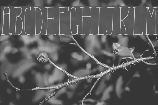 Aiza Shine Serif Demo Font examples