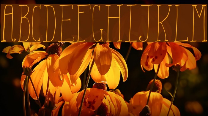 Aiza Shine Serif Demo Example 3