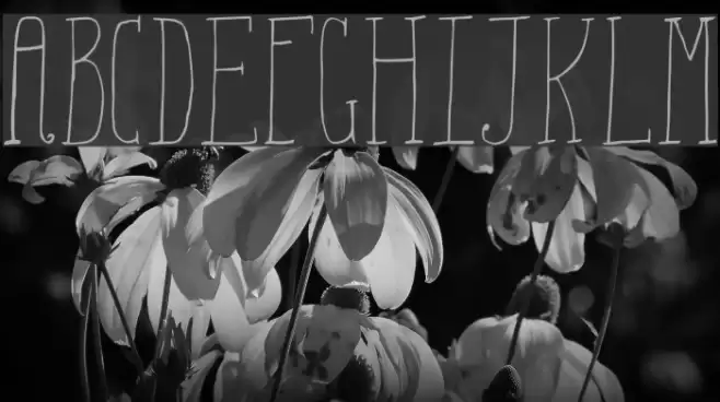 Aiza Shine Serif Demo Font examples