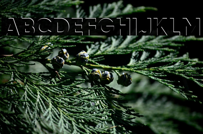 airment Regular Example 3