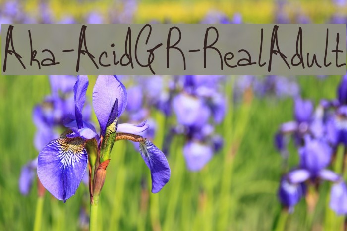 Aka-AcidGR-RealAdult Font examples