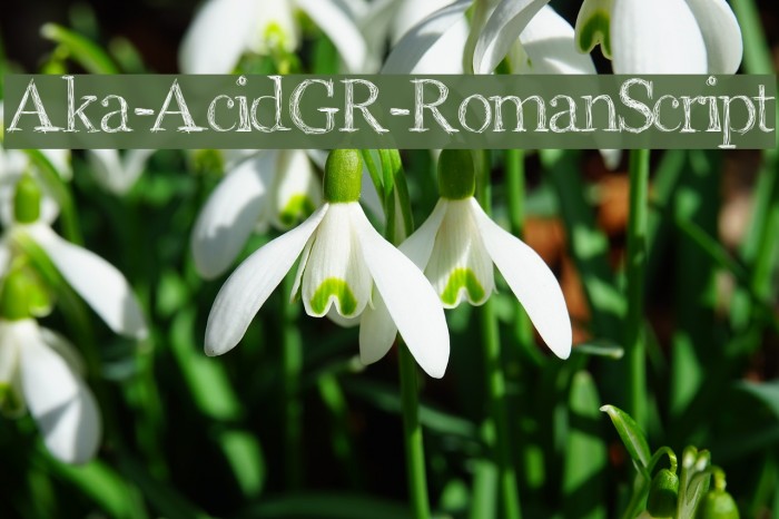 Aka-AcidGR-RomanScript Font examples