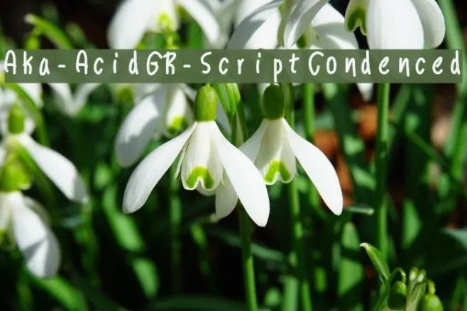 Aka-AcidGR-ScriptCondenced Example 3