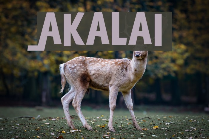 Akalai Font examples