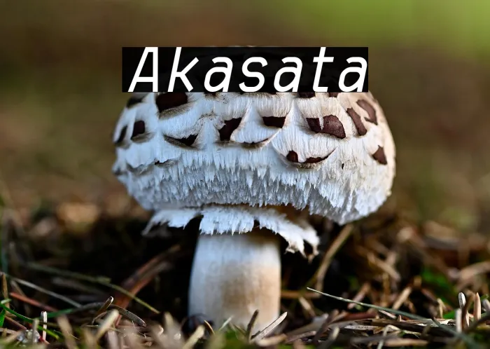 Akasha Italic Example 1