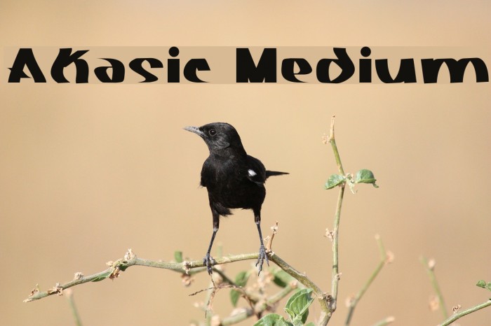 Akasic Medium Font examples
