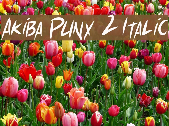 Akiba Punx 2 Italic Font examples