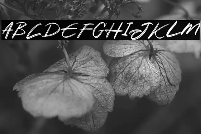 AkodFREE Font examples