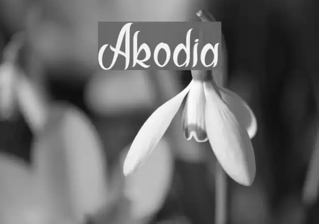 Akodia Font examples