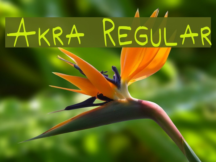 Akra Regular Font examples