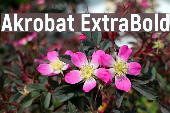 Akrobat ExtraBold Example 2