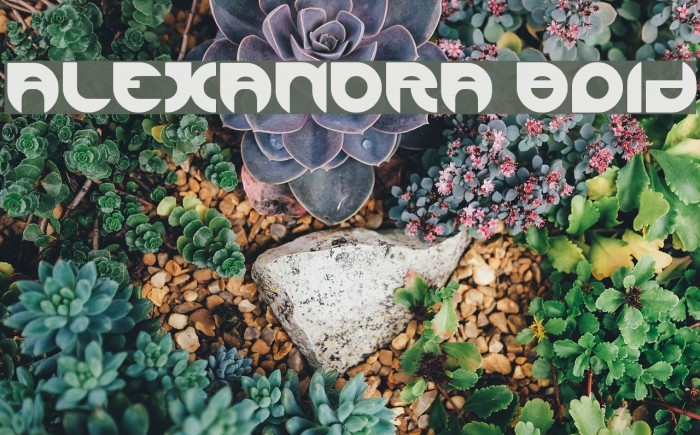 ALEXANDRA Bold Font examples