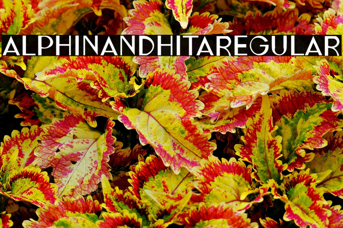 ALPHINANDHITARegular Example 3