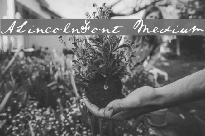 ALincolnFont Medium Font examples