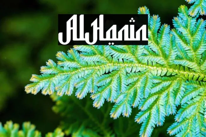 Al Hanin Example 2
