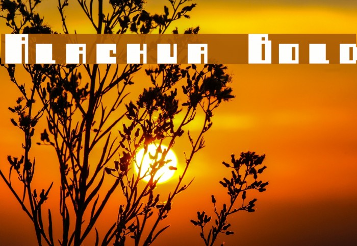 Alachua Bold Font examples