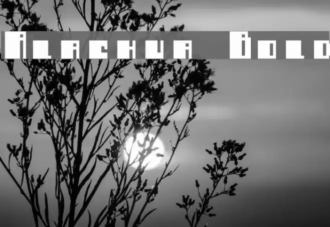 Alachua Bold Font examples
