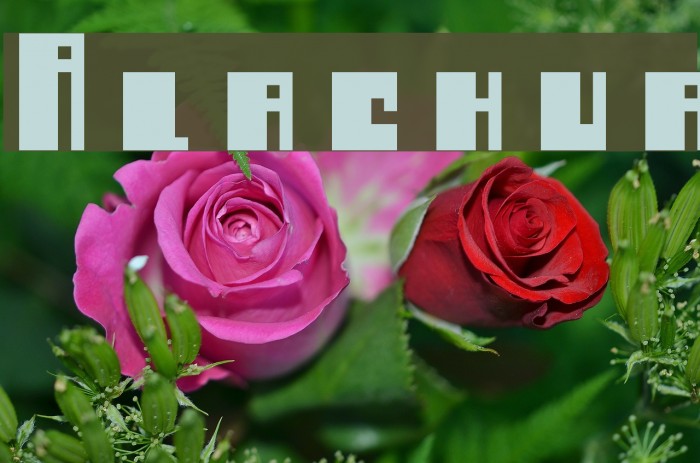 Alachua Font examples
