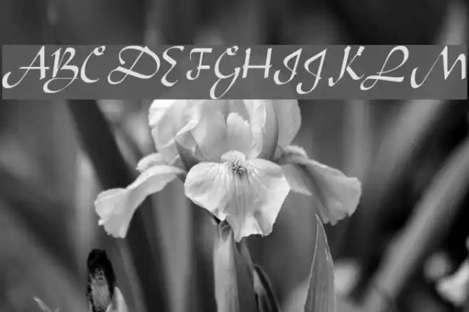 Aladdin Regular Font examples