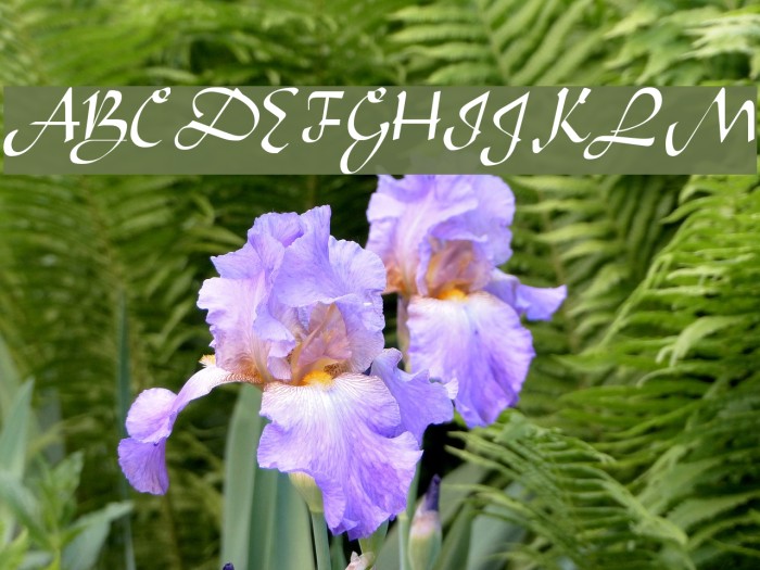Aladdin Regular Font examples