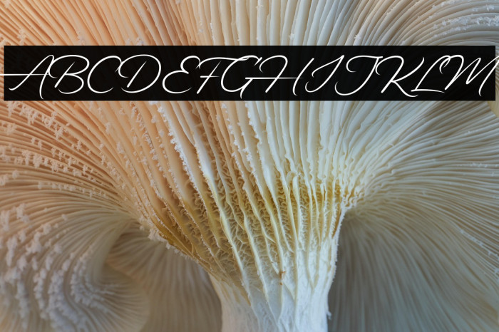 Alander-Regular Example 1