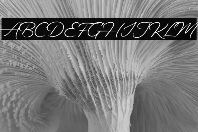 Alander-Regular Font examples