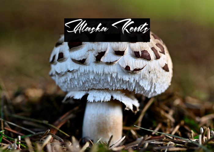 Alaska Kents Example 1