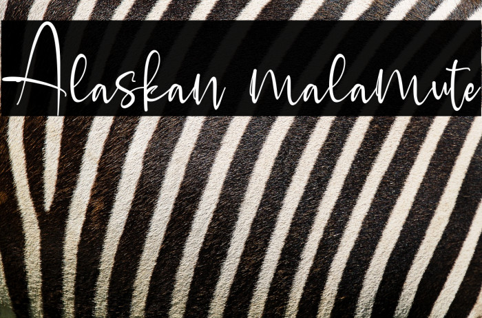 Alaskan malamute Example 1