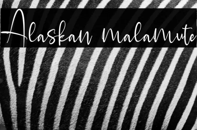 Alaskan malamute Font examples