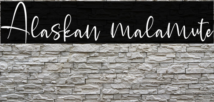Alaskan malamute Example 2