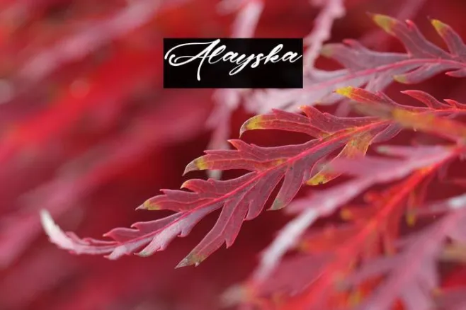 Alayska Example 2
