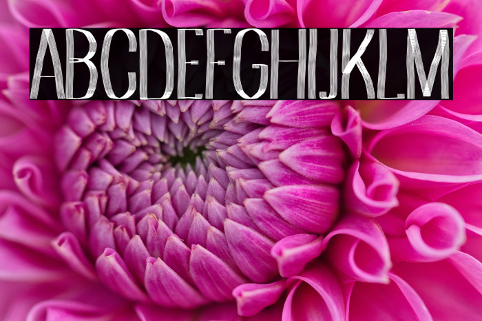 Albaricoque Team Example 1