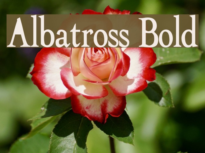 Albatross Bold Font examples