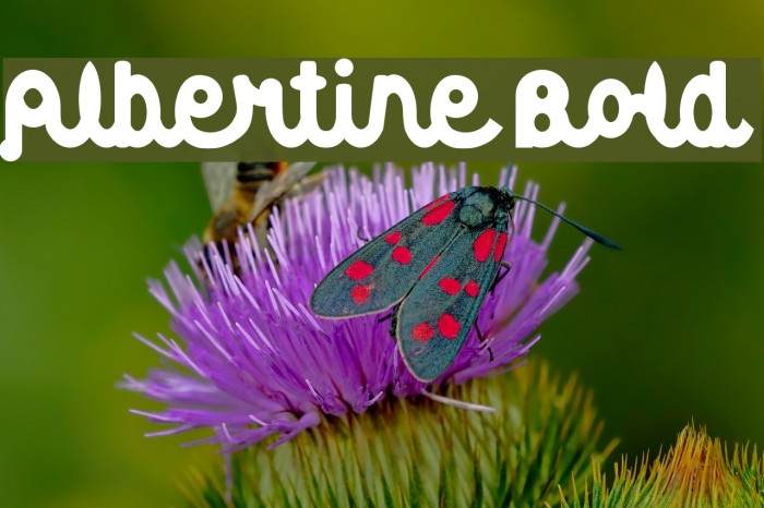 Albertine Bold Font examples