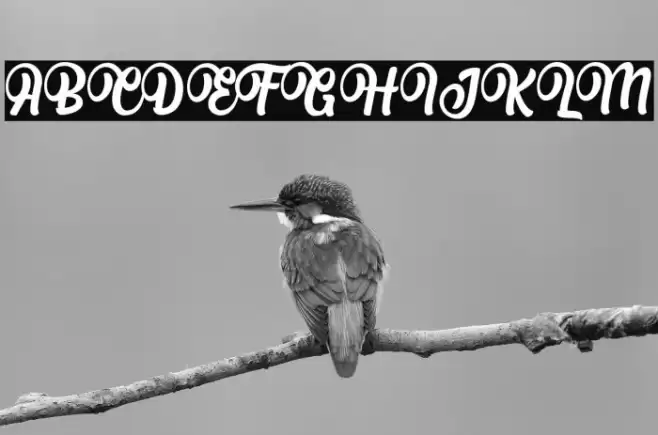 Albertini Regular Font examples