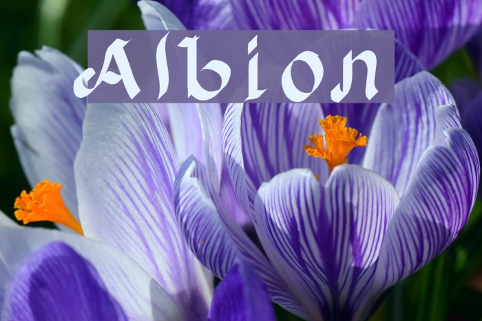 Albion Font examples