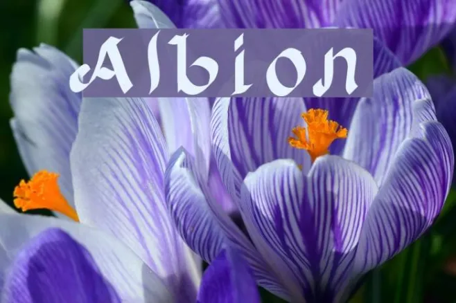 Albion Example 2