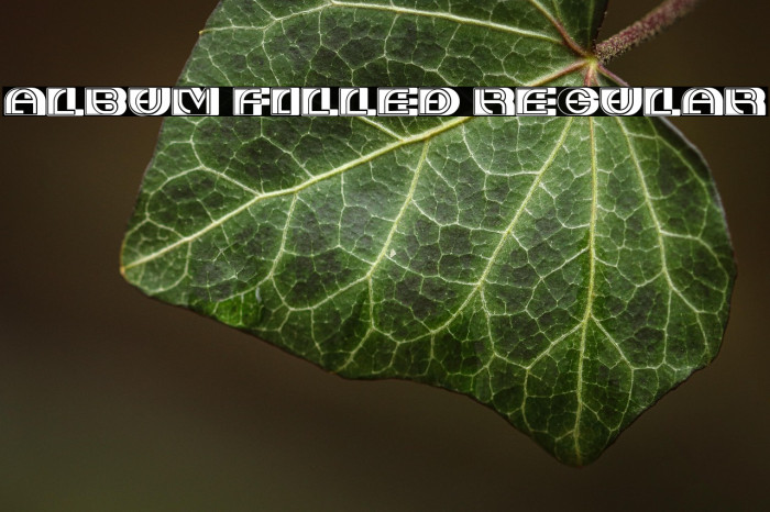 Album Filled Regular Example 3