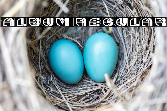 Album Regular Example 1