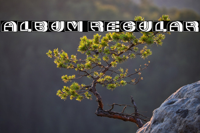 Album Regular Example 3