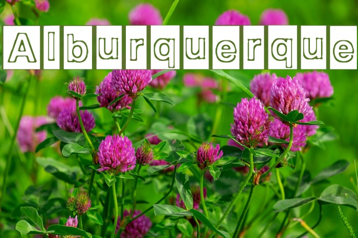 Alburquerque Font examples