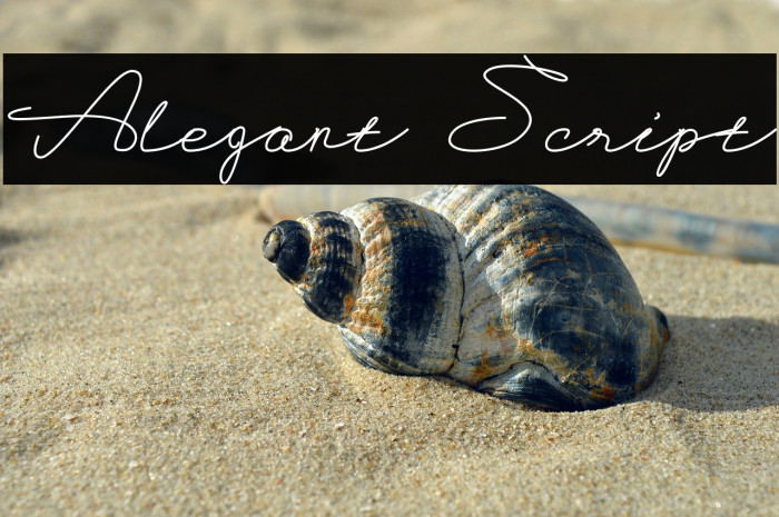 Alegant Script Example 1