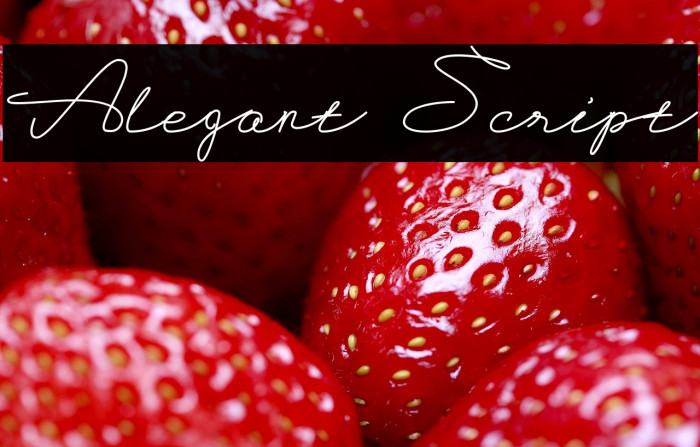 Alegant Script Example 3
