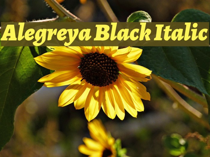 Alegreya Black Italic Font examples