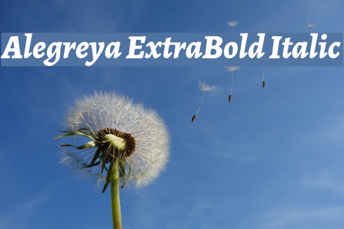 Alegreya ExtraBold Italic Font examples