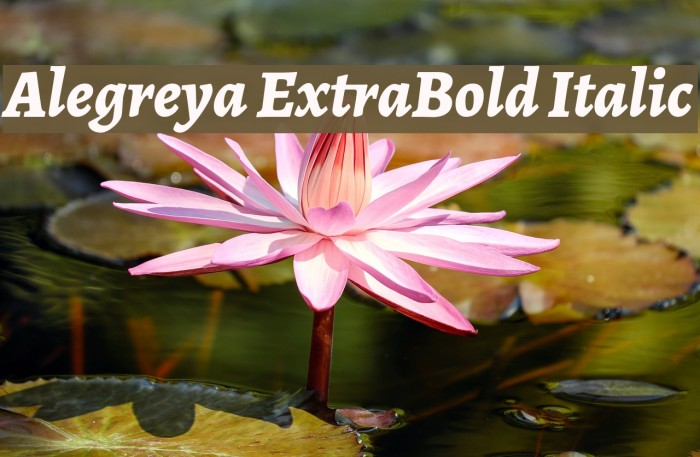 Alegreya ExtraBold Italic Font examples
