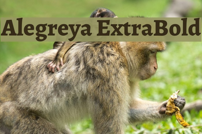 Alegreya ExtraBold Font examples