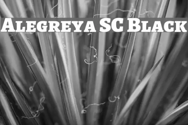 Alegreya SC Black Font examples