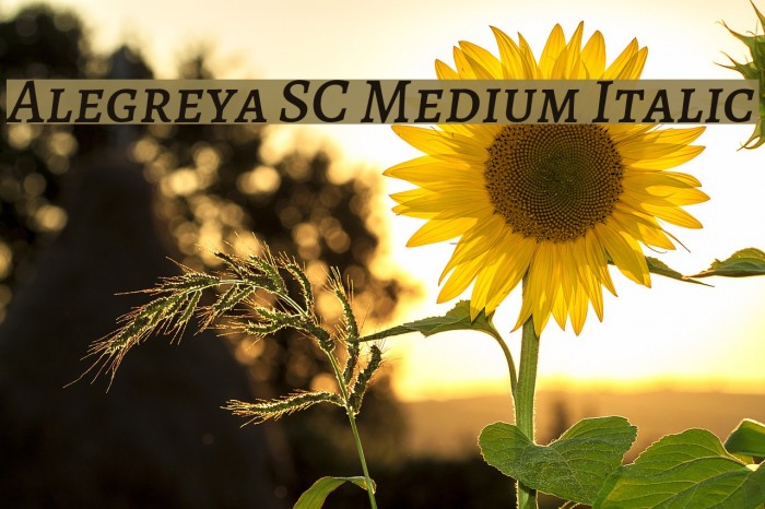 Alegreya SC Medium Italic Example 1